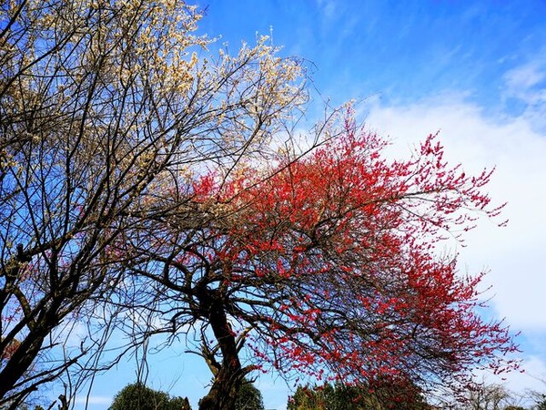 白梅と紅梅