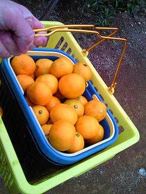 持ち帰りのミカンは4kg