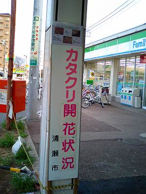 清瀬市カタクリ開花状況