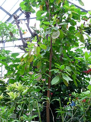 �������ʥΥ�