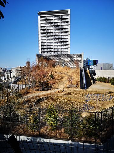 目黒天空庭園の田んぼ