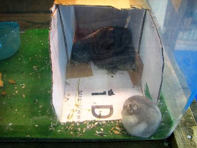 �����ĥ�����ưʪ����Υ��������Ȥ��Ϥ�����