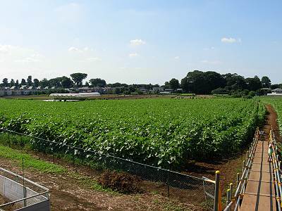 8/15�������Ҥޤ��Ȫ3