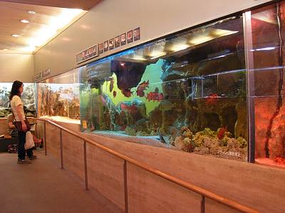 板橋区立熱帯環境植物館の水族館
