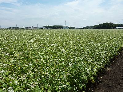 ��˧Į�Τ���Ȫ