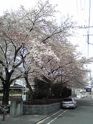 長者久保公園の桜