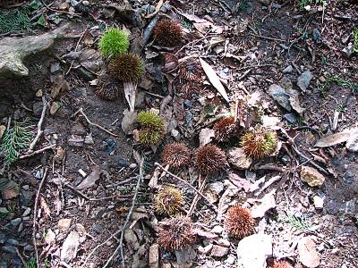 ��Ȭ��������˾������˸�������(?)