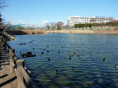 白幡沼