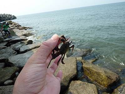 富津岬で見つけたカニ