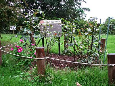 ����Į ʿ�µ�ǰ��ˤ��륢��ͤΥХ�