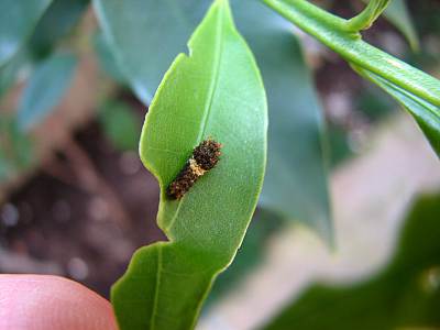 �����Ϥ�����