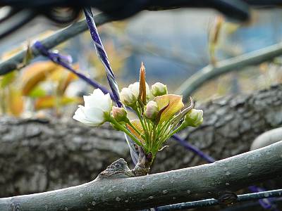多摩湖梨の花2