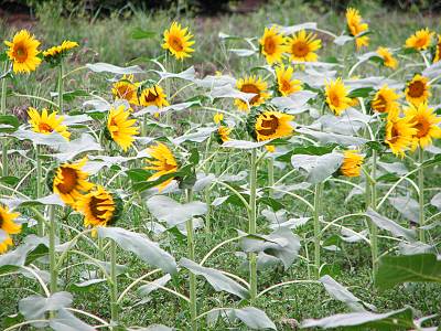 ���줿����ŷ������