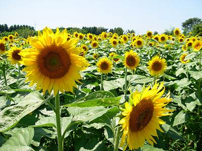 �����ԤΤҤޤ��Ȫ2009(����2)