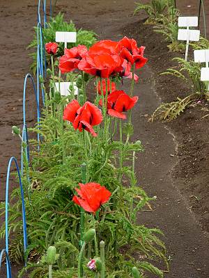 �ϥ��ޥ��˥���