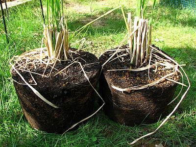 �Х��İ�κ��ä�