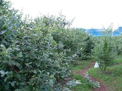 ��ֱ�ݤ���Υ֥롼�٥꡼Ȫ