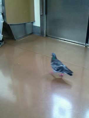 �ϥ���¢���������