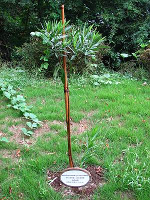 ����Į ʿ�µ�ǰ��ˤ��륿�������Ƹ�ˤ�뵭ǰ����