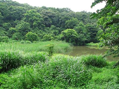 ���������Фο���ʪ�� ����