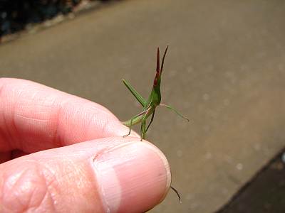 ���祦��祦�Хå�