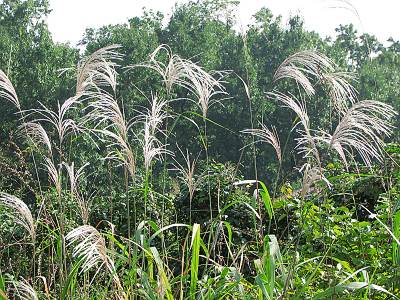 ���������餮����Τ�����