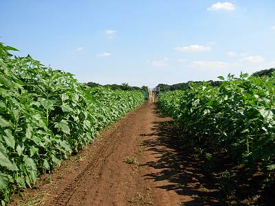 8/15�������Ҥޤ��Ȫ2