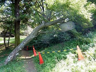 狭山富士の倒木
