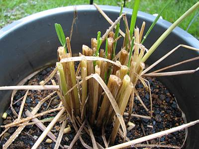 �Х��İ� �𴢤����