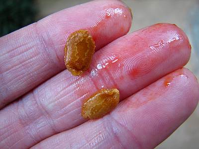 ��äѤꥴ����μ���֤�����ޤ���Ǥ���