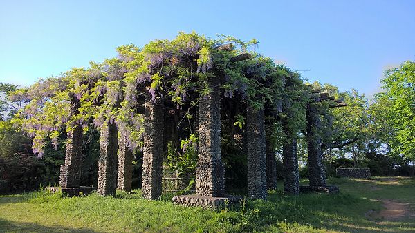 狭山湖の藤棚