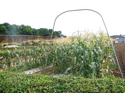 �Ȥ��������