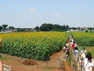 �����Ҥޤ��ե����ƥ��Х�2009