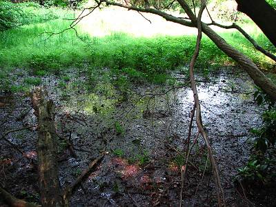 �֥ɥ�ƽ�����Ӥξ�����μ���