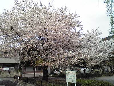 どっかの公園の桜