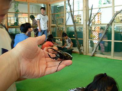 �Ķ���ΩǮ�ӴĶ���ʪ�ۤǥ��ȥ饹�������֥ȥॷ