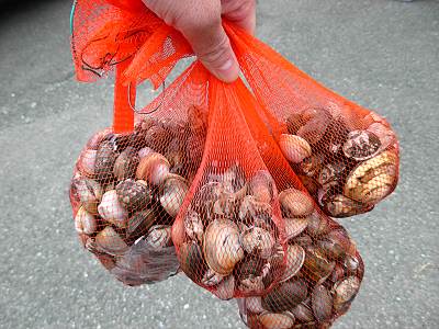 �ڹ��ų���Ĭ�����������