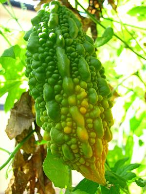 �����������ؤ������