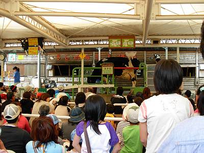 ����ꥳ���ʡ�