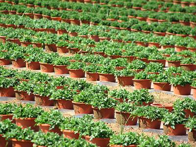 ȭ����Ȫ�γ����