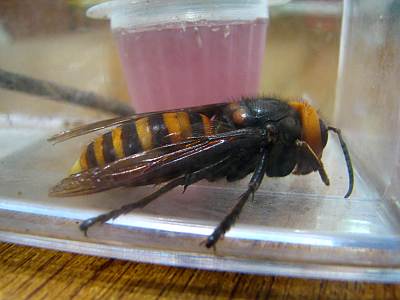 �������ͤ�����Τդ줢����Τ���󥿡��Ǹ��������Ƥ��륹����Х�