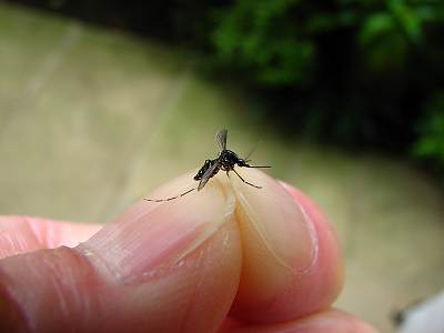 ��(PowerShot S2 IS�����ѡ��ޥ�������)