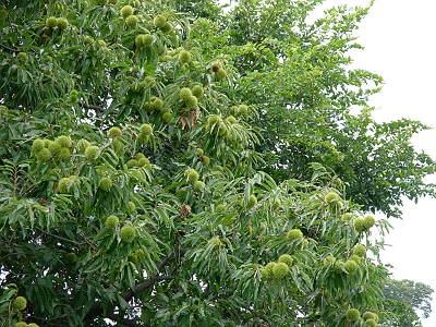 ��ͭ�Ϥη�����