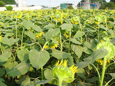 �����ԤΤҤޤ��Ȫ(���)