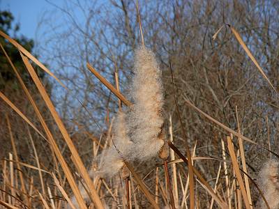 �⻳Ĵ���ӤǸ����Ѥʿ�ʪ�γ���