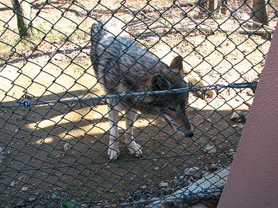 群馬サファリパーク オオカミ繁殖センターのオオカミ