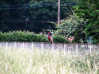 �����ԤΥ���