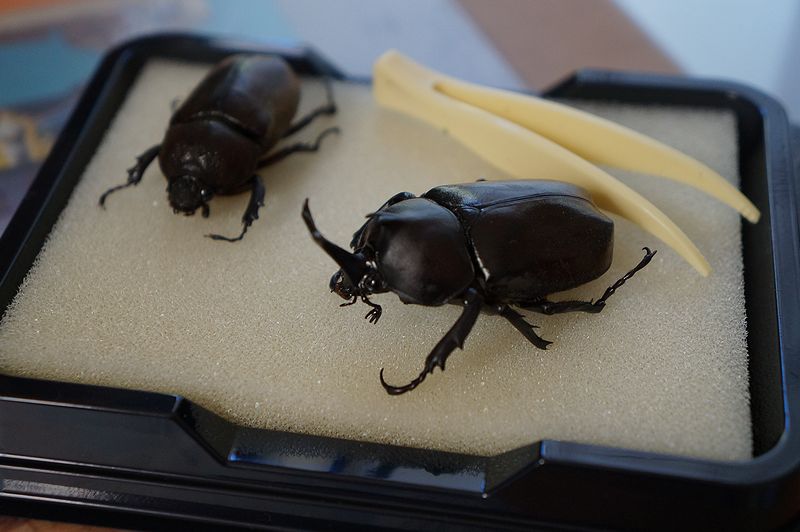 毎日がレビュー 最近の昆虫標本の作り方 毎日がレビュー 最近の昆虫標本の作り方