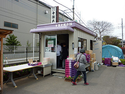 �����ȥ�åȽ��� ��˧Ź