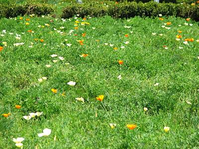 �����ԤΤ���Ȫ